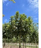 Kugel Feldahorn 'Annys Globe' | Acer campestre 'Annys Globe' Kugel Feldahorn 'Annys Globe' | Acer campestre 'Annys Globe'