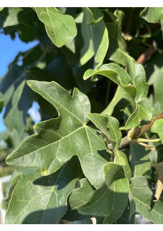 Kugel Feldahorn 'Annys Globe' | Acer campestre 'Annys Globe'