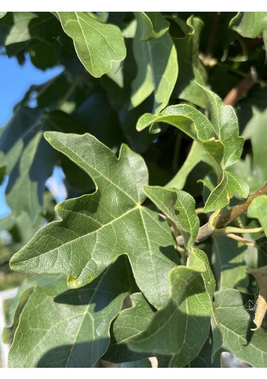 Kugel Feldahorn 'Annys Globe' | Acer campestre 'Annys Globe'