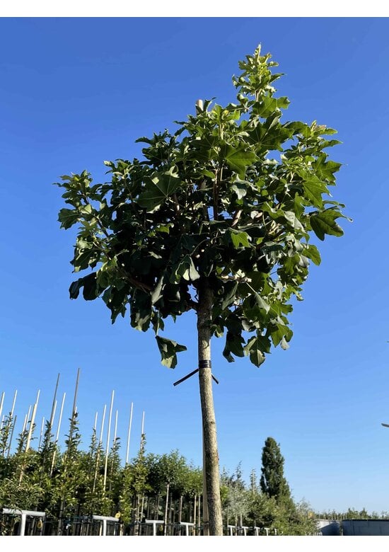 Kugel Feldahorn 'Annys Globe' | Acer campestre 'Annys Globe'
