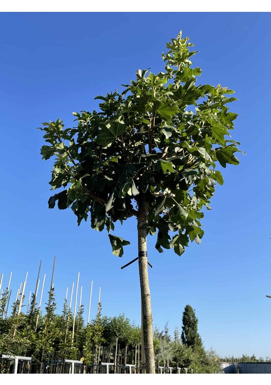 Kugel Feldahorn 'Annys Globe' | Acer campestre 'Annys Globe'