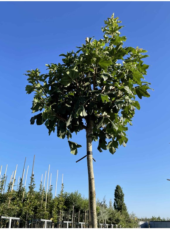 Kugel Feldahorn 'Annys Globe' | Acer campestre 'Annys Globe' Kugel Feldahorn 'Annys Globe' | Acer campestre 'Annys Globe'