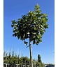 Kugel Feldahorn 'Annys Globe' | Acer campestre 'Annys Globe' Kugel Feldahorn 'Annys Globe' | Acer campestre 'Annys Globe'