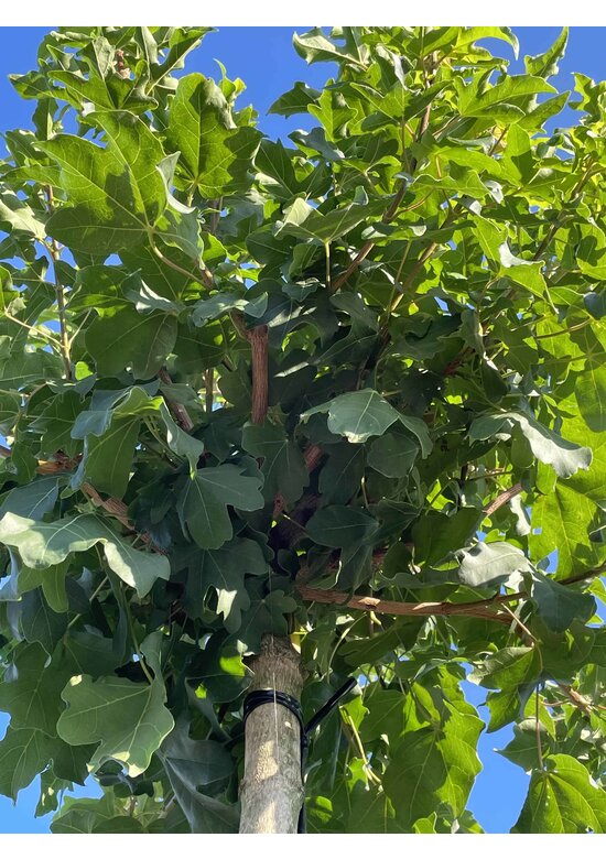 Kugel Feldahorn 'Annys Globe' | Acer campestre 'Annys Globe'