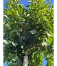 Kugel Feldahorn 'Annys Globe' | Acer campestre 'Annys Globe' Kugel Feldahorn 'Annys Globe' | Acer campestre 'Annys Globe'