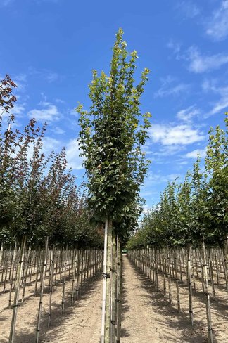 Feldahorn 'Lienco' | Acer campestre 'Lienco'