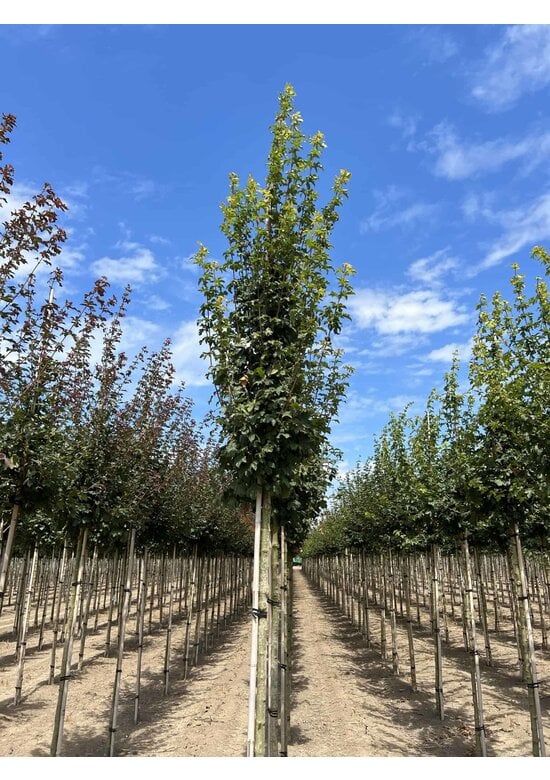 Feldahorn 'Lienco' | Acer campestre 'Lienco'