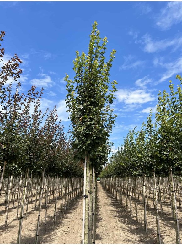 Feldahorn 'Lienco' | Acer campestre 'Lienco' Feldahorn 'Lienco' | Acer campestre 'Lienco'