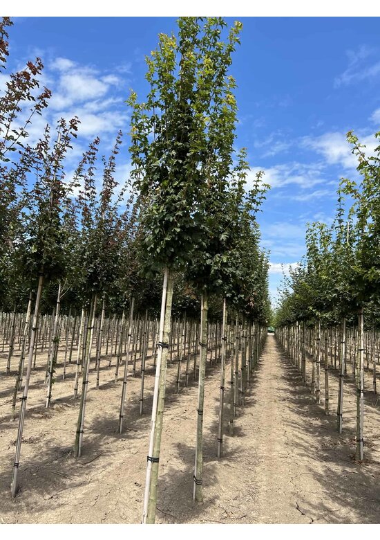 Feldahorn 'Lienco' | Acer campestre 'Lienco'