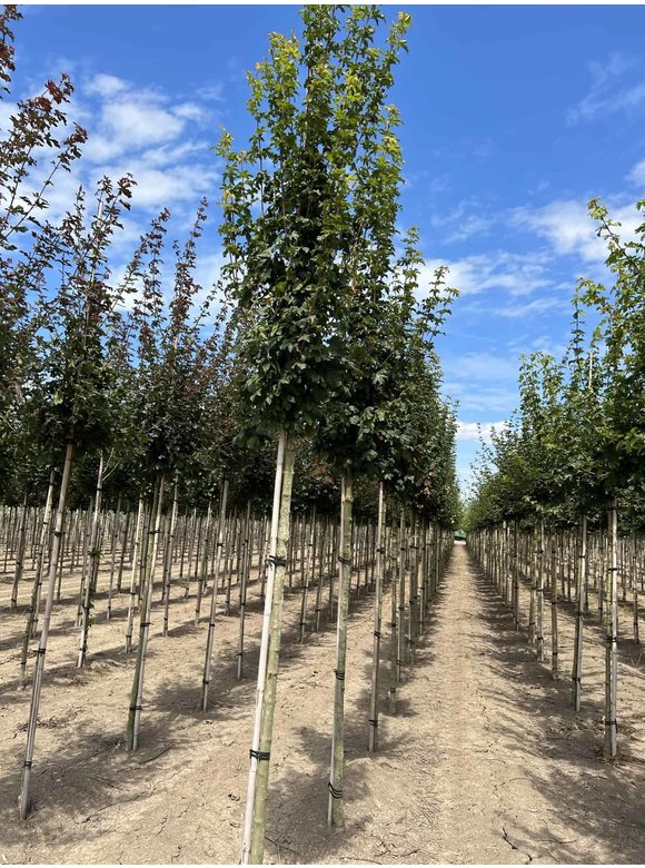 Feldahorn 'Lienco' | Acer campestre 'Lienco' Feldahorn 'Lienco' | Acer campestre 'Lienco'