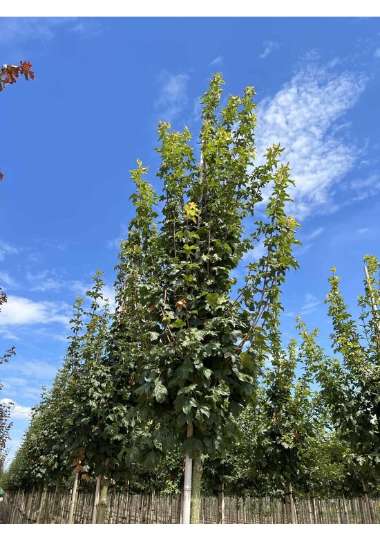 Feldahorn 'Lienco' | Acer campestre 'Lienco'