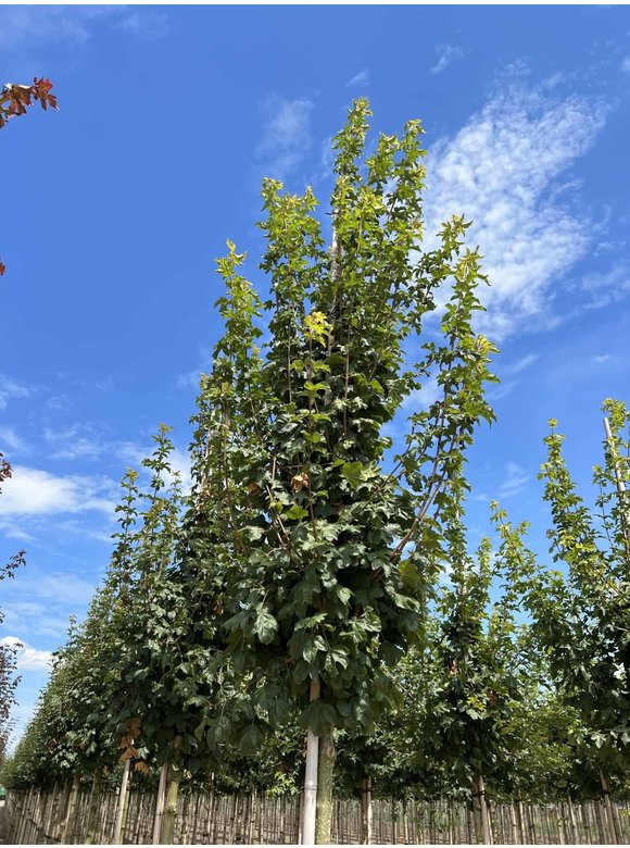 Feldahorn 'Lienco' | Acer campestre 'Lienco' Feldahorn 'Lienco' | Acer campestre 'Lienco'