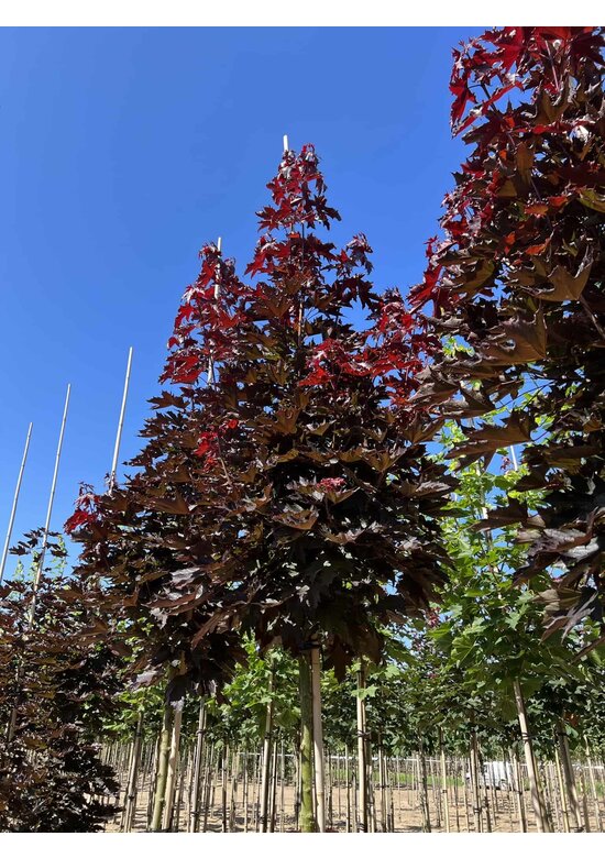 Spitzahorn 'Crimson Sentry' | Acer platanoides 'Crimson Sentry'