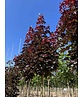Spitzahorn 'Crimson Sentry' | Acer platanoides 'Crimson Sentry'
