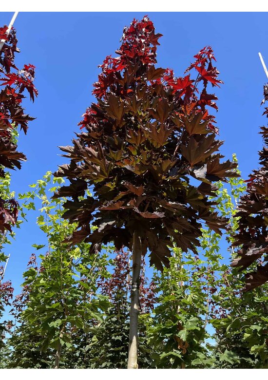 Spitzahorn 'Crimson Sentry' | Acer platanoides 'Crimson Sentry'