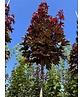 Spitzahorn 'Crimson Sentry' | Acer platanoides 'Crimson Sentry'