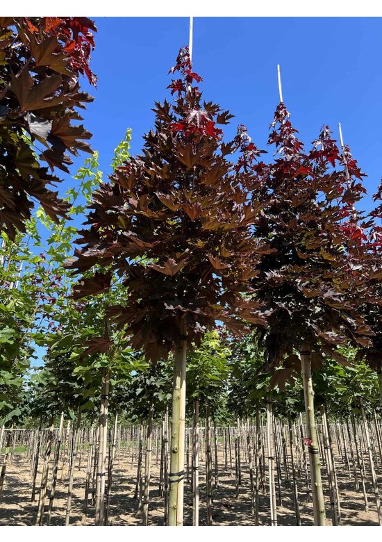 Spitzahorn 'Crimson Sentry' | Acer platanoides 'Crimson Sentry'