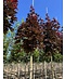 Venovi GmbH Spitzahorn 'Crimson Sentry' | Acer platanoides 'Crimson Sentry'
