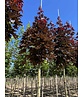 Spitzahorn 'Crimson Sentry' | Acer platanoides 'Crimson Sentry'