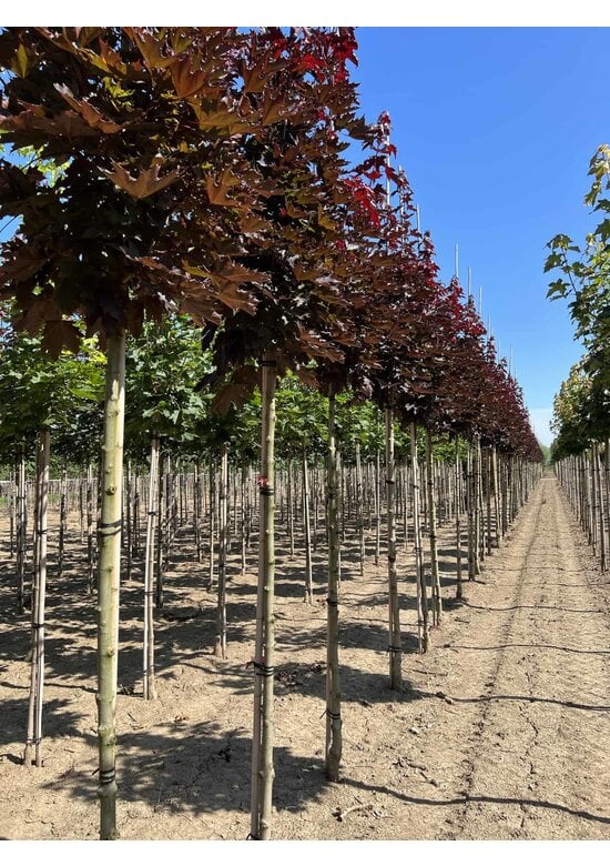 Spitzahorn 'Crimson Sentry' | Acer platanoides 'Crimson Sentry'