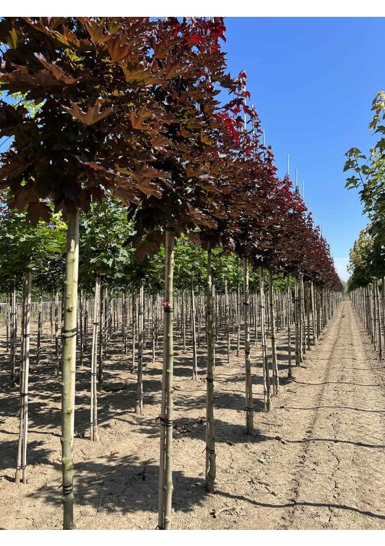 Spitzahorn 'Crimson Sentry' | Acer platanoides 'Crimson Sentry'