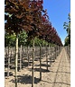 Spitzahorn 'Crimson Sentry' | Acer platanoides 'Crimson Sentry'