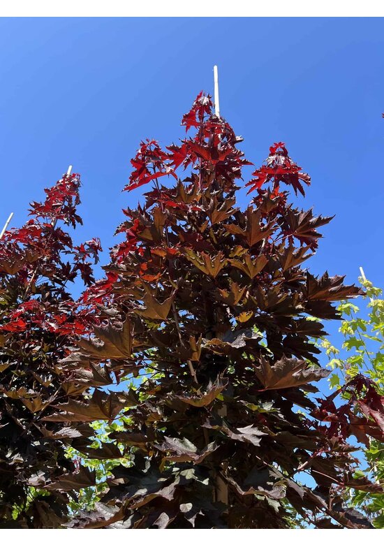 Spitzahorn 'Crimson Sentry' | Acer platanoides 'Crimson Sentry'