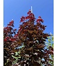 Spitzahorn 'Crimson Sentry' | Acer platanoides 'Crimson Sentry'