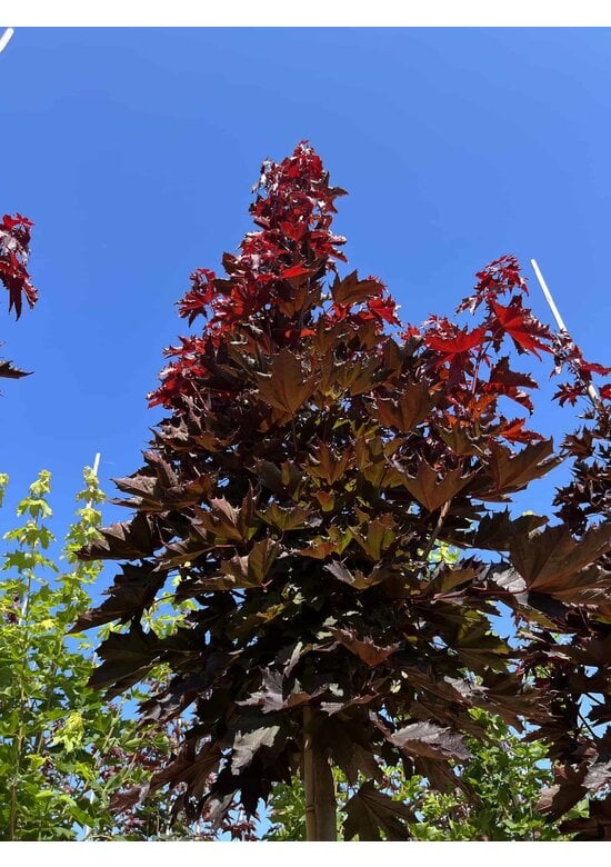 Spitzahorn 'Crimson Sentry' | Acer platanoides 'Crimson Sentry'