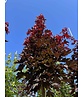 Spitzahorn 'Crimson Sentry' | Acer platanoides 'Crimson Sentry'
