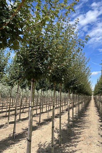 Feld-Ahorn 'Queen Elizabeth' | Acer campestre 'Queen Elizabeth' Feld-Ahorn 'Queen Elizabeth' | Acer campestre 'Queen Elizabeth'