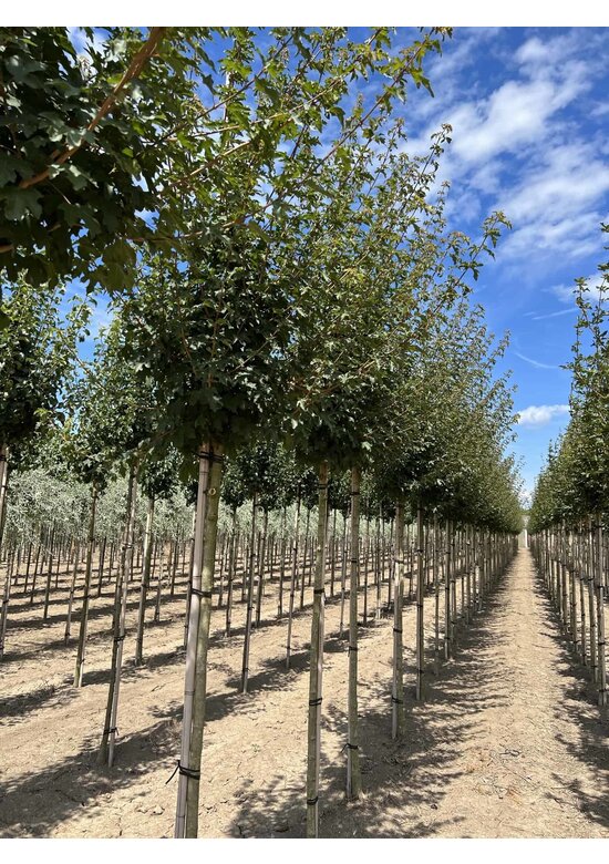 Feld-Ahorn 'Queen Elizabeth' | Acer campestre 'Queen Elizabeth'