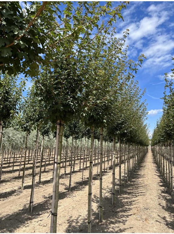 Feld-Ahorn 'Queen Elizabeth' | Acer campestre 'Queen Elizabeth' Feld-Ahorn 'Queen Elizabeth' | Acer campestre 'Queen Elizabeth'