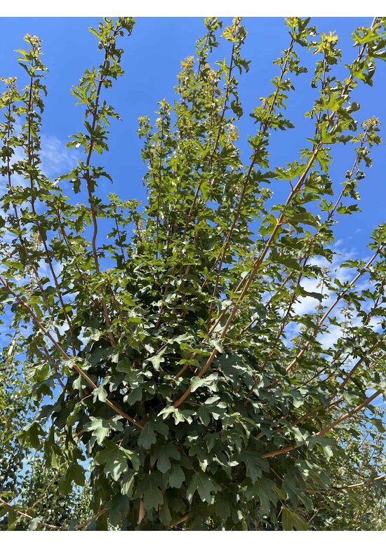 Feld-Ahorn 'Queen Elizabeth' | Acer campestre 'Queen Elizabeth'