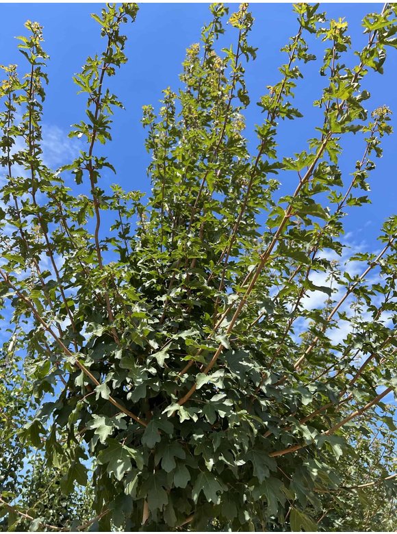 Feld-Ahorn 'Queen Elizabeth' | Acer campestre 'Queen Elizabeth' Feld-Ahorn 'Queen Elizabeth' | Acer campestre 'Queen Elizabeth'