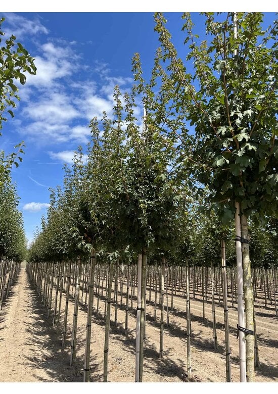 Feld-Ahorn 'Queen Elizabeth' | Acer campestre 'Queen Elizabeth'