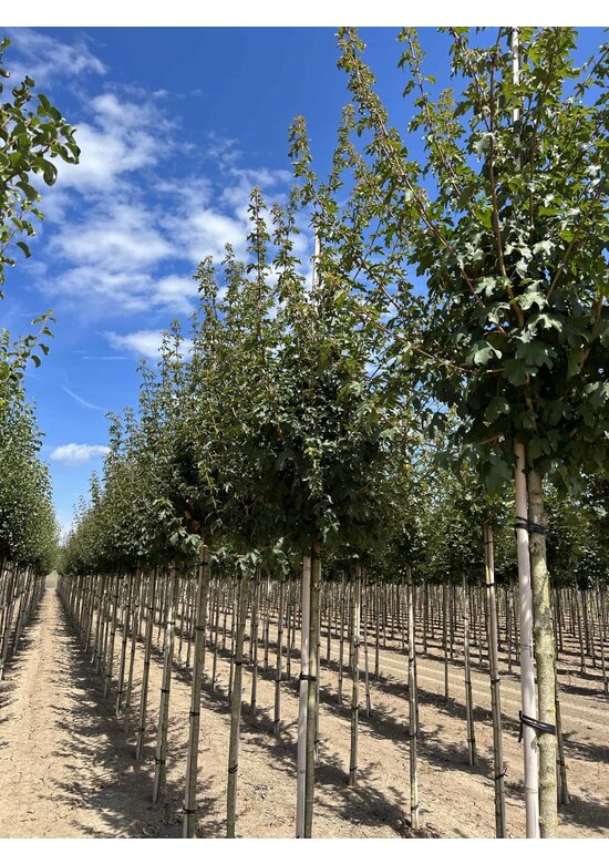 Feld-Ahorn 'Queen Elizabeth' | Acer campestre 'Queen Elizabeth'