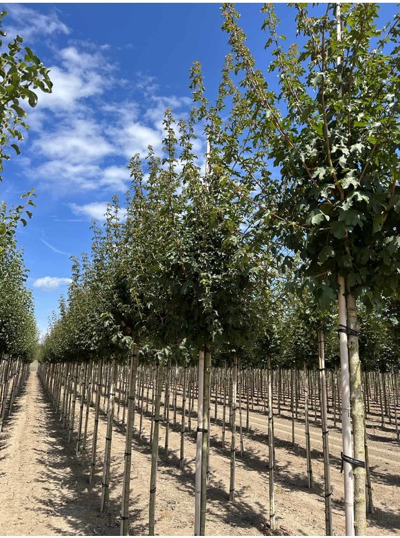 Feld-Ahorn 'Queen Elizabeth' | Acer campestre 'Queen Elizabeth' Feld-Ahorn 'Queen Elizabeth' | Acer campestre 'Queen Elizabeth'