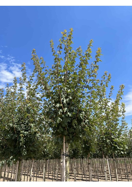 Feld-Ahorn 'Queen Elizabeth' | Acer campestre 'Queen Elizabeth'