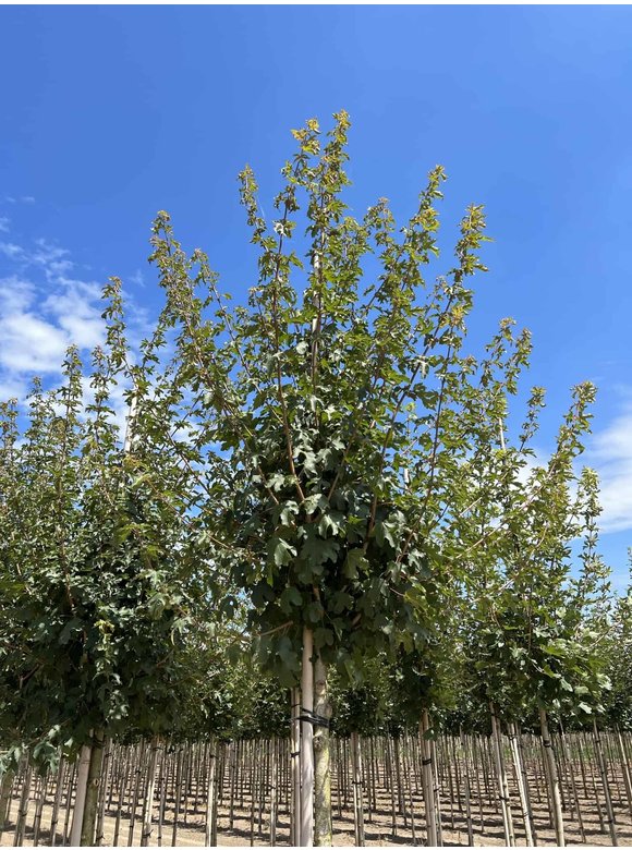Feld-Ahorn 'Queen Elizabeth' | Acer campestre 'Queen Elizabeth' Feld-Ahorn 'Queen Elizabeth' | Acer campestre 'Queen Elizabeth'