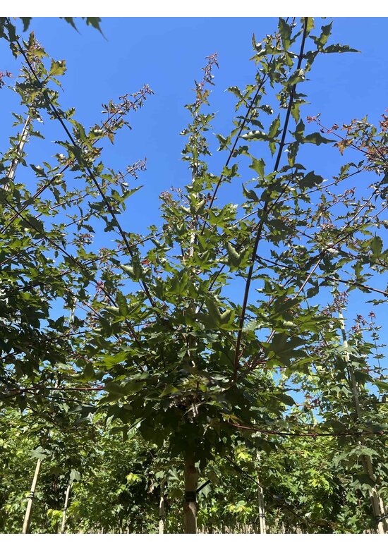 Zoescheners Ahorn | Acer zoeschense 'Annae'