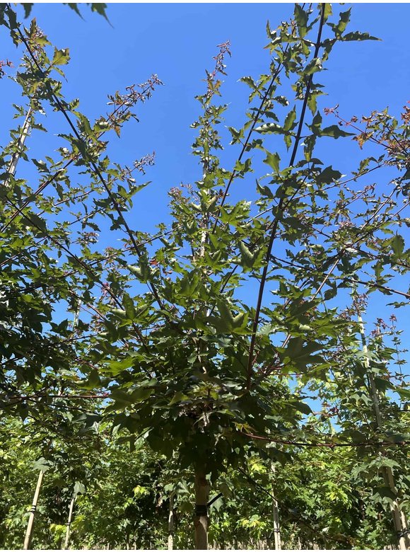 Zoescheners Ahorn | Acer zoeschense 'Annae' Zoescheners Ahorn | Acer zoeschense 'Annae'