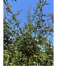 Zoescheners Ahorn | Acer zoeschense 'Annae' Zoescheners Ahorn | Acer zoeschense 'Annae'