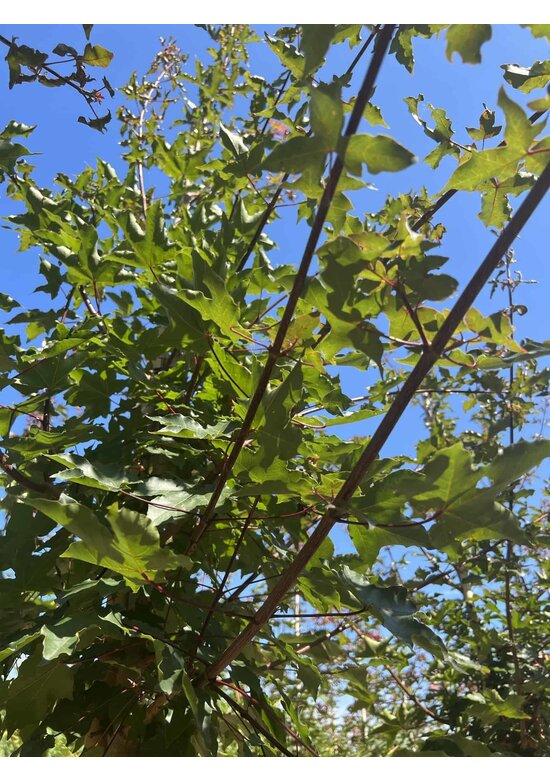 Zoescheners Ahorn | Acer zoeschense 'Annae'