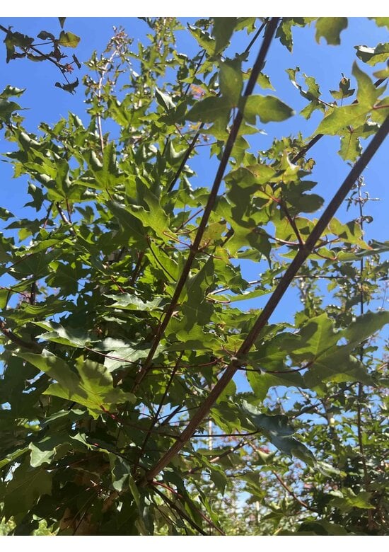 Zoescheners Ahorn | Acer zoeschense 'Annae'