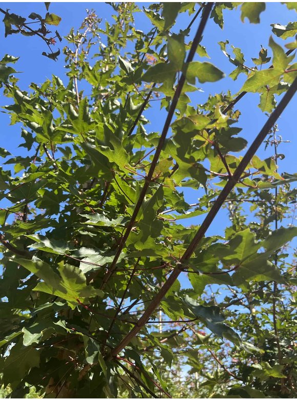 Zoescheners Ahorn | Acer zoeschense 'Annae' Zoescheners Ahorn | Acer zoeschense 'Annae'