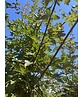 Zoescheners Ahorn | Acer zoeschense 'Annae' Zoescheners Ahorn | Acer zoeschense 'Annae'