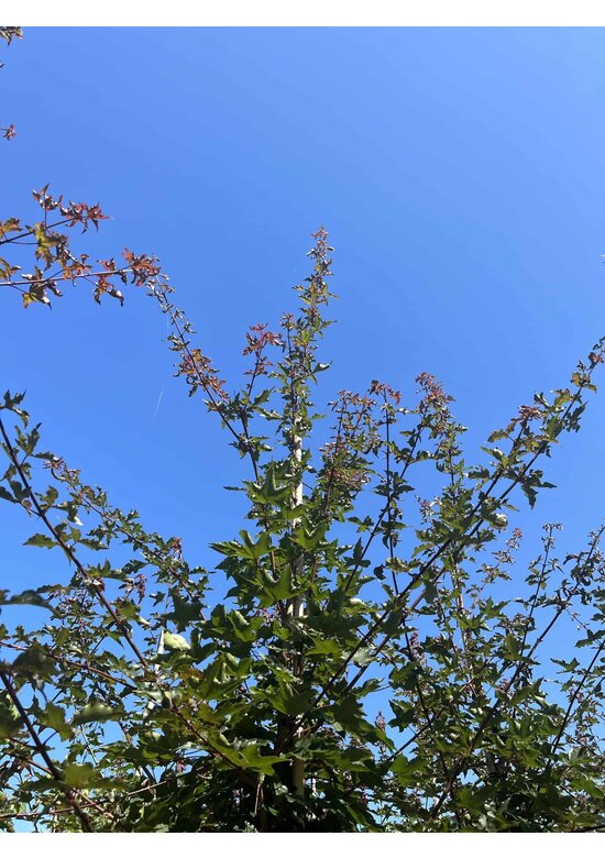 Zoescheners Ahorn | Acer zoeschense 'Annae'