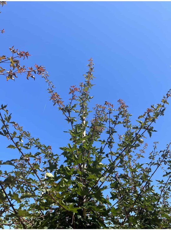 Zoescheners Ahorn | Acer zoeschense 'Annae' Zoescheners Ahorn | Acer zoeschense 'Annae'