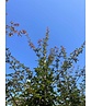 Zoescheners Ahorn | Acer zoeschense 'Annae' Zoescheners Ahorn | Acer zoeschense 'Annae'